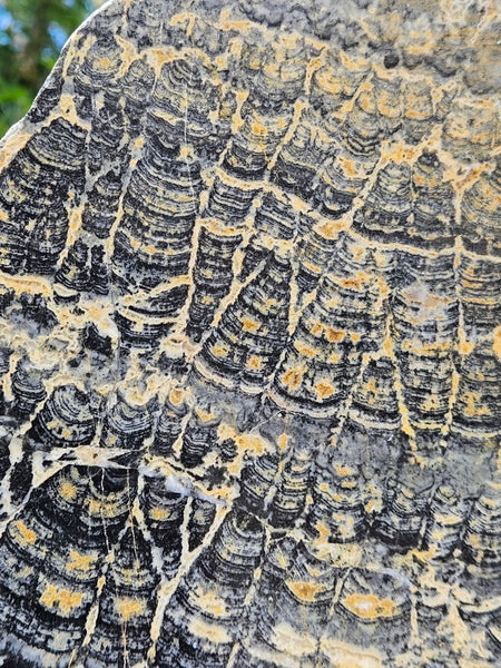 Polished fossil stromatolite slab. Asperia ashburtonia. ASP160