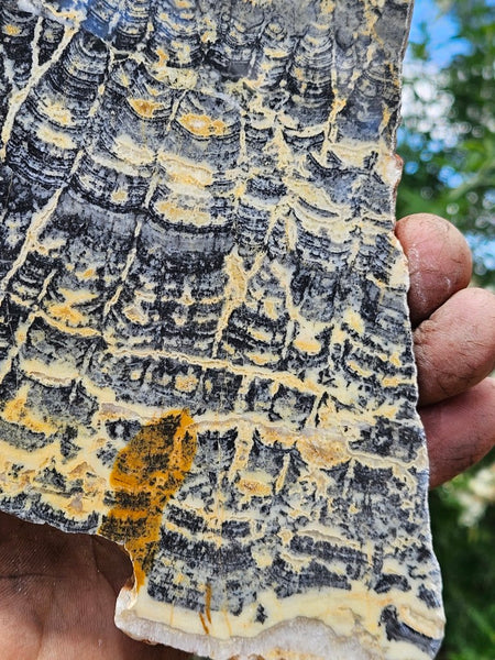 Polished fossil stromatolite slab. Asperia ashburtonia. ASP160