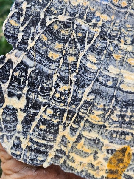 Polished fossil stromatolite slab. Asperia ashburtonia. ASP160