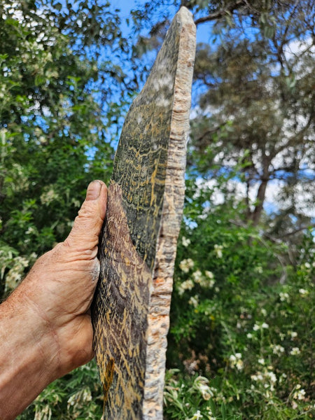 Polished fossil stromatolite slab. Asperia ashburtonia. ASP160