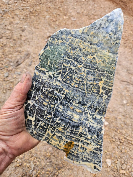Polished fossil stromatolite slab. Asperia ashburtonia. ASP160