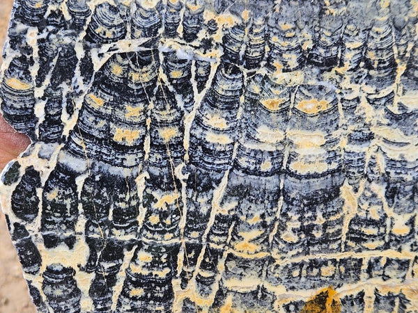 Polished fossil stromatolite slab. Asperia ashburtonia. ASP160