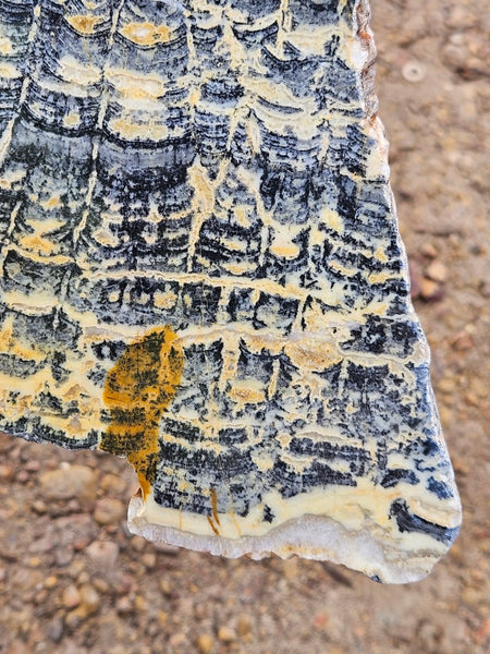 Polished fossil stromatolite slab. Asperia ashburtonia. ASP160