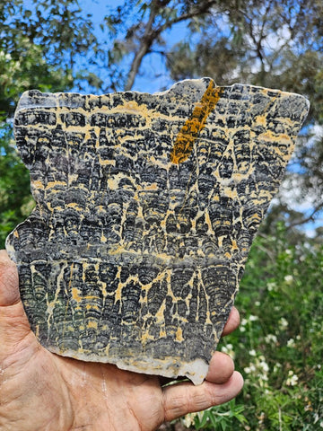 Polished fossil stromatolite slab. Asperia ashburtonia. ASP161