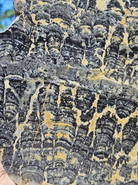 Polished fossil stromatolite slab. Asperia ashburtonia. ASP161