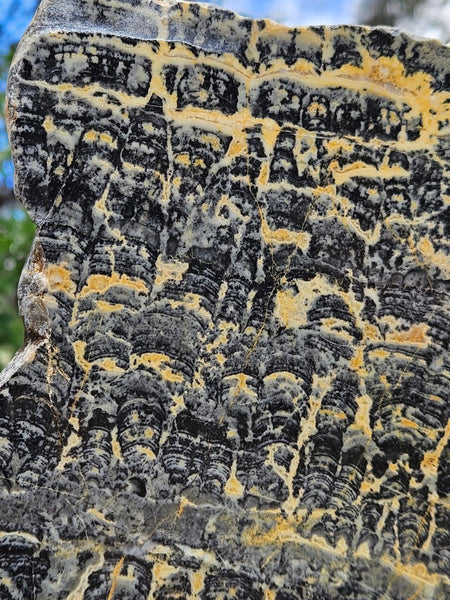 Polished fossil stromatolite slab. Asperia ashburtonia. ASP161