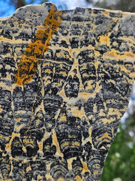 Polished fossil stromatolite slab. Asperia ashburtonia. ASP161