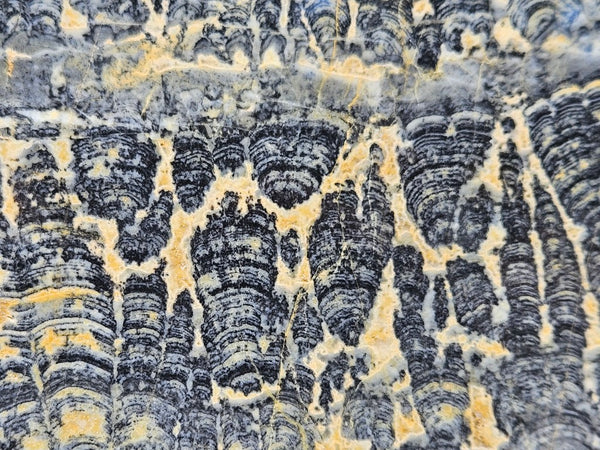 Polished fossil stromatolite slab. Asperia ashburtonia. ASP161