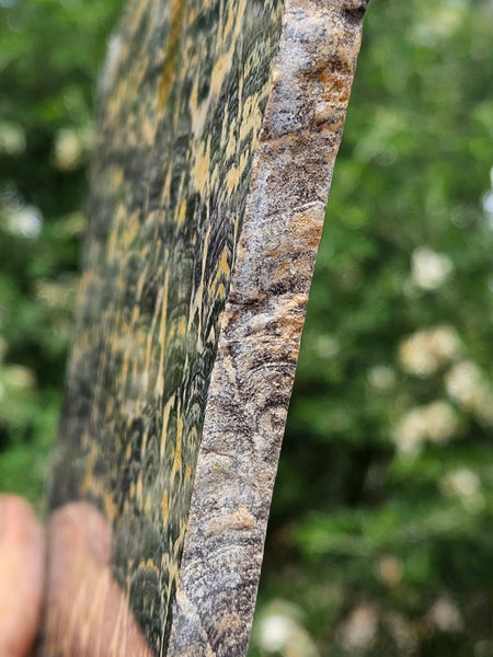 Polished fossil stromatolite slab. Asperia ashburtonia. ASP161