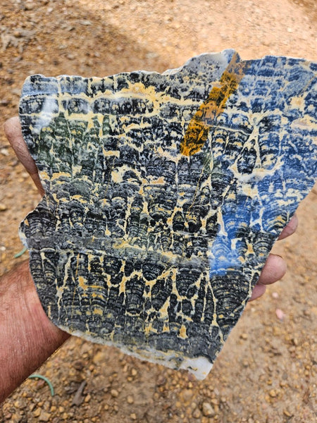 Polished fossil stromatolite slab. Asperia ashburtonia. ASP161