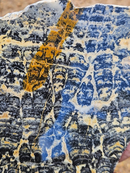 Polished fossil stromatolite slab. Asperia ashburtonia. ASP161