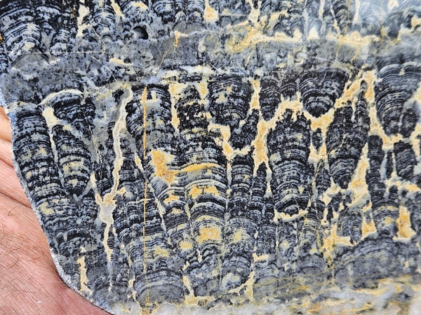 Polished fossil stromatolite slab. Asperia ashburtonia. ASP161