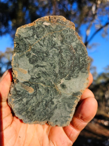 Polished fossil stromatolite. Alcheringa narrina. ALC160
