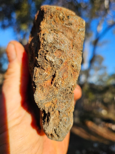Polished fossil stromatolite. Alcheringa narrina. ALC160
