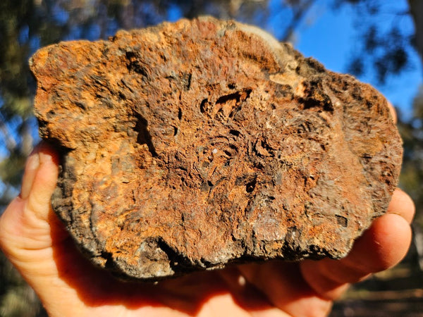 Polished fossil stromatolite. Alcheringa narrina. ALC160