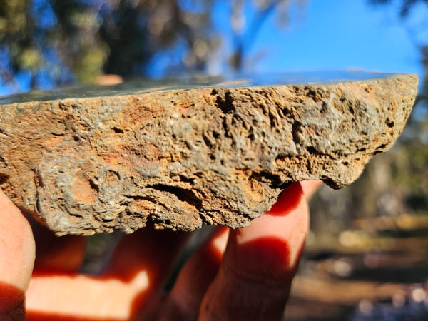 Polished fossil stromatolite. Alcheringa narrina. ALC160