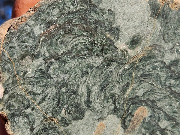 Polished fossil stromatolite. Alcheringa narrina. ALC160