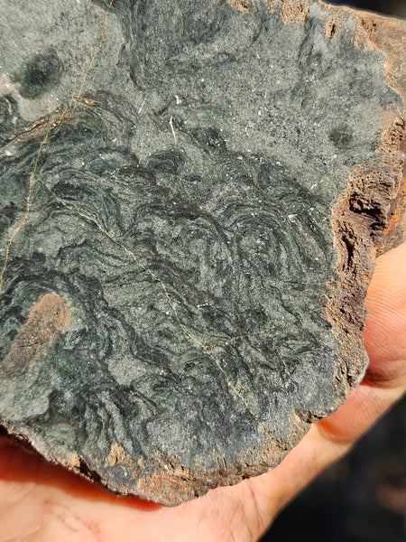 Polished fossil stromatolite. Alcheringa narrina. ALC160