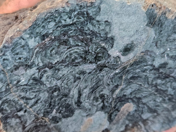 Polished fossil stromatolite. Alcheringa narrina. ALC160