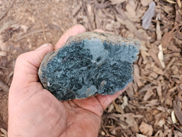Polished fossil stromatolite. Alcheringa narrina. ALC160