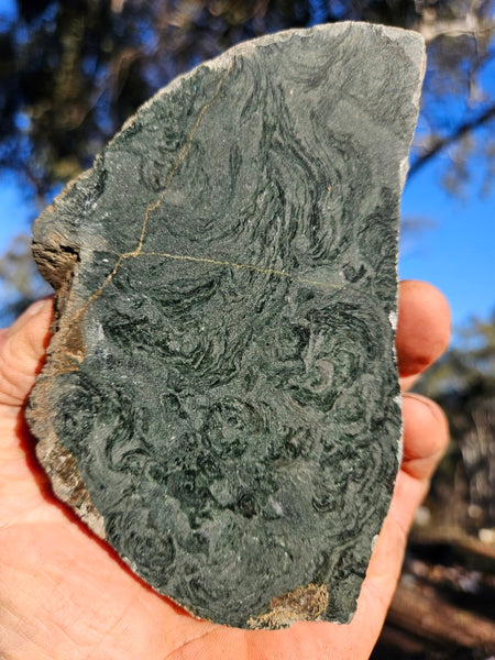 Polished fossil stromatolite. Alcheringa narrina. ALC161