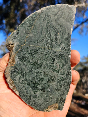 Polished fossil stromatolite. Alcheringa narrina. ALC161