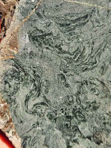 Polished fossil stromatolite. Alcheringa narrina. ALC161