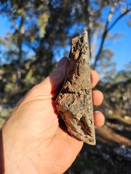 Polished fossil stromatolite. Alcheringa narrina. ALC161