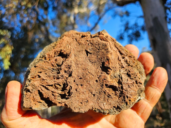 Polished fossil stromatolite. Alcheringa narrina. ALC161