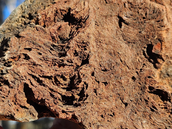 Polished fossil stromatolite. Alcheringa narrina. ALC161