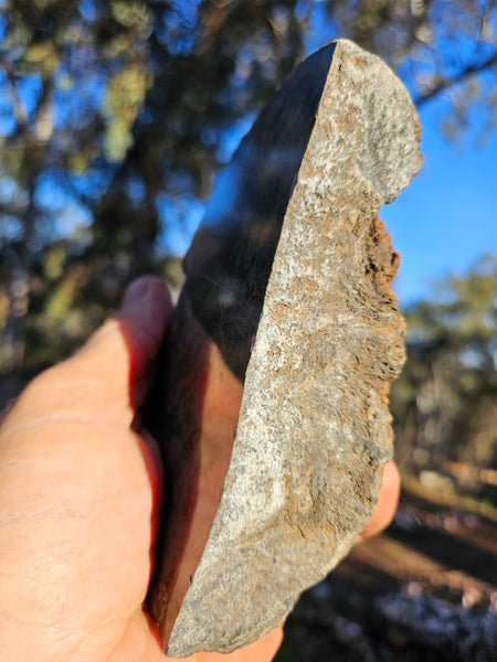 Polished fossil stromatolite. Alcheringa narrina. ALC161