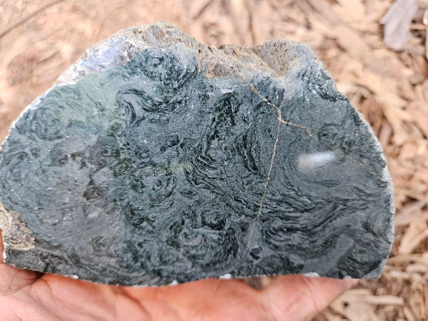 Polished fossil stromatolite. Alcheringa narrina. ALC161