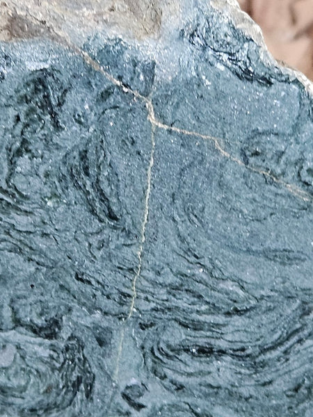 Polished fossil stromatolite. Alcheringa narrina. ALC161