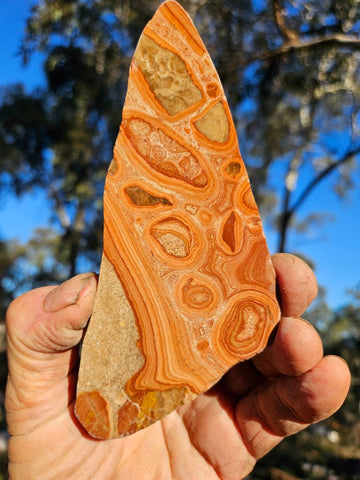Polished fossil Oncolite. ONC109
