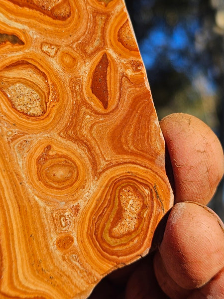 Polished fossil Oncolite. ONC109