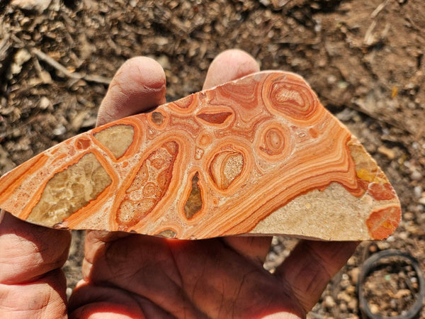 Polished fossil Oncolite. ONC109