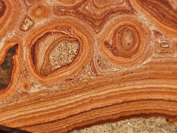 Polished fossil Oncolite. ONC109