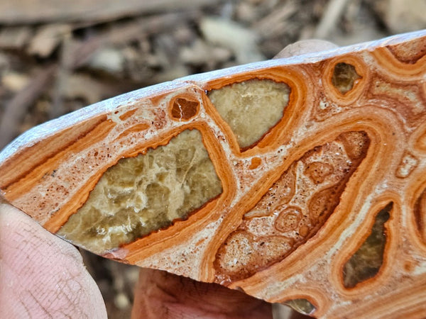 Polished fossil Oncolite. ONC109