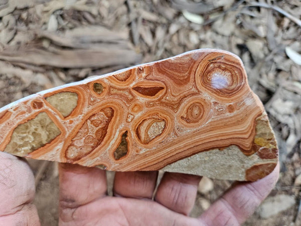 Polished fossil Oncolite. ONC109