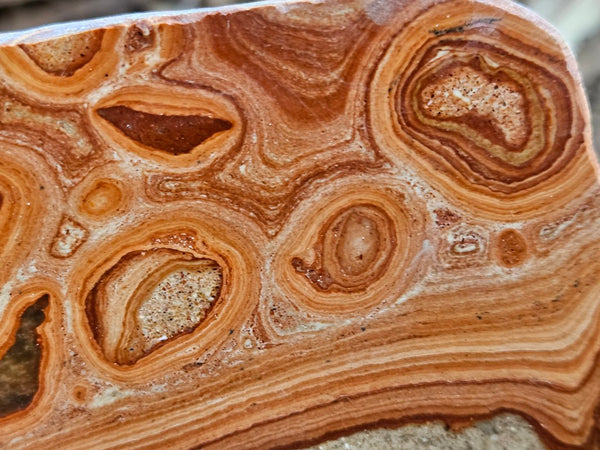 Polished fossil Oncolite. ONC109