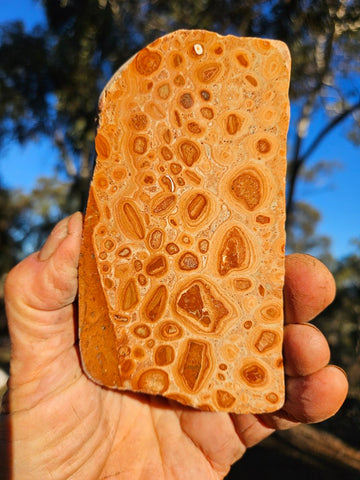 Polished fossil Oncolite. ONC110