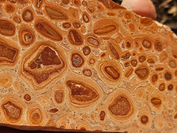 Polished fossil Oncolite. ONC110