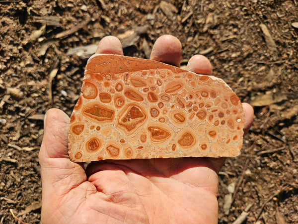Polished fossil Oncolite. ONC110