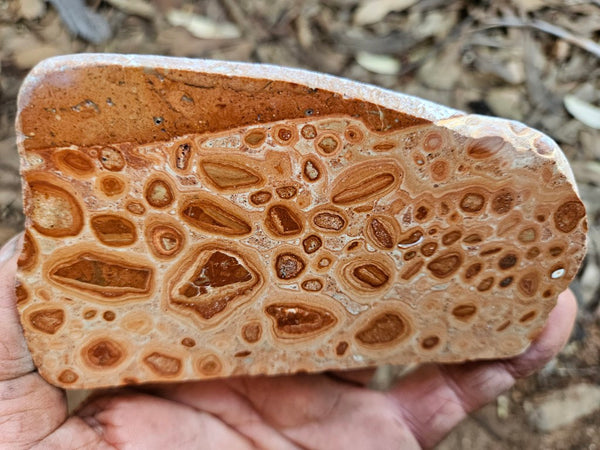 Polished fossil Oncolite. ONC110