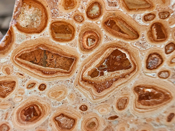 Polished fossil Oncolite. ONC110