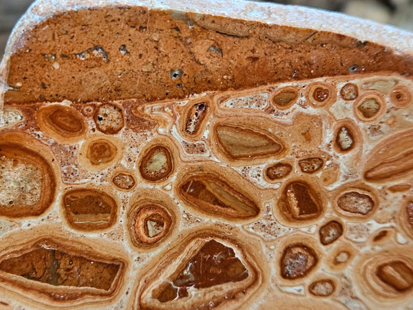 Polished fossil Oncolite. ONC110