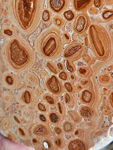 Polished fossil Oncolite. ONC110