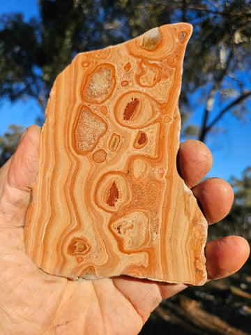 Polished fossil Oncolite. ONC111