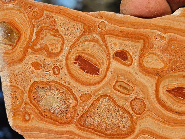 Polished fossil Oncolite. ONC111