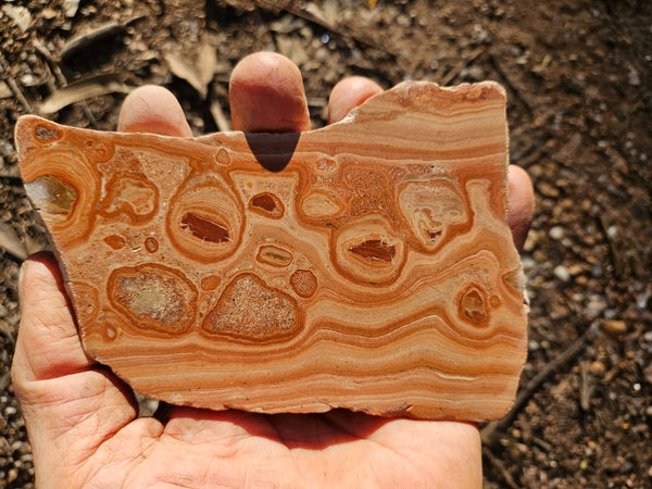 Polished fossil Oncolite. ONC111